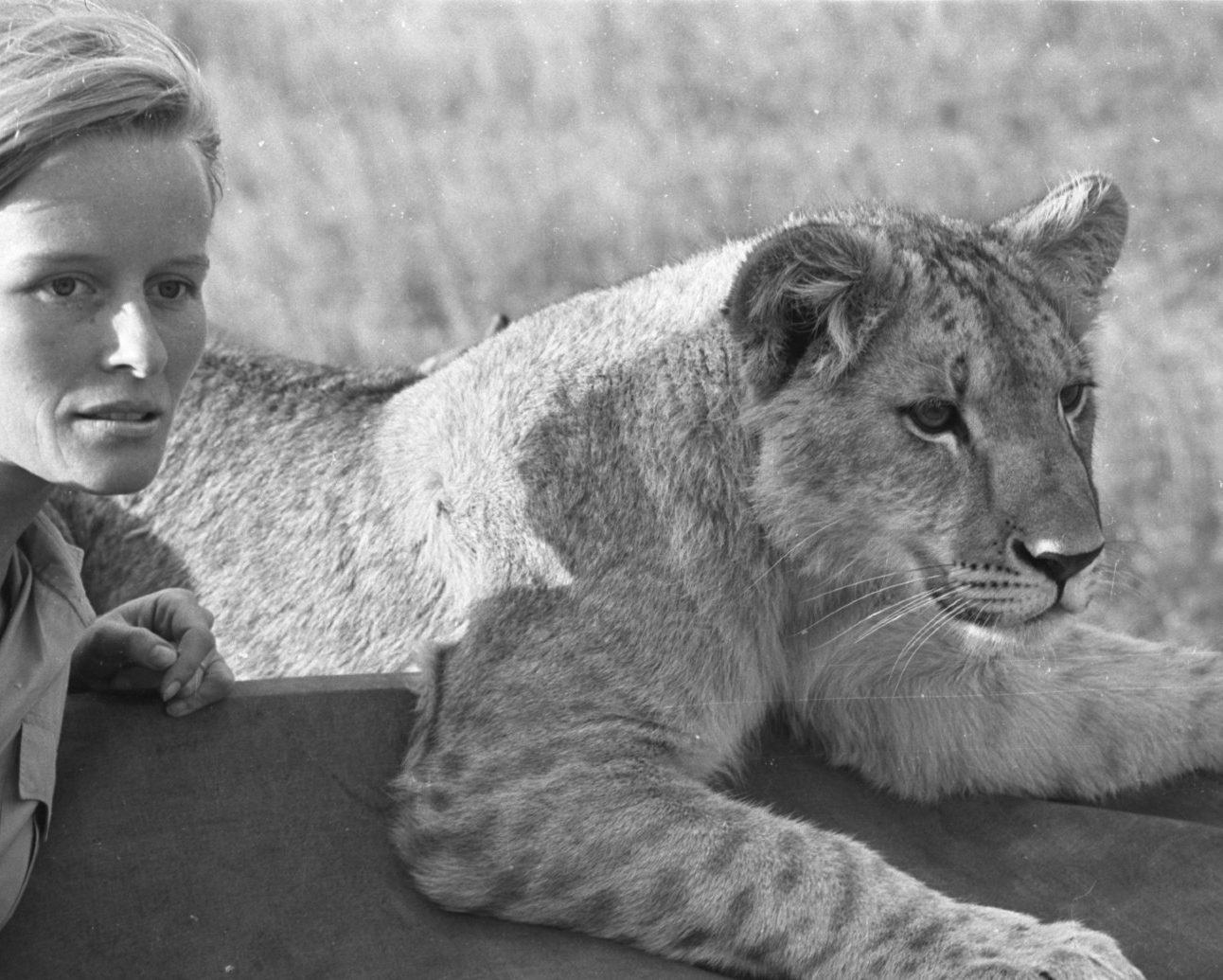 Virginia McKenna on the set of Born Free, stood beside a lion