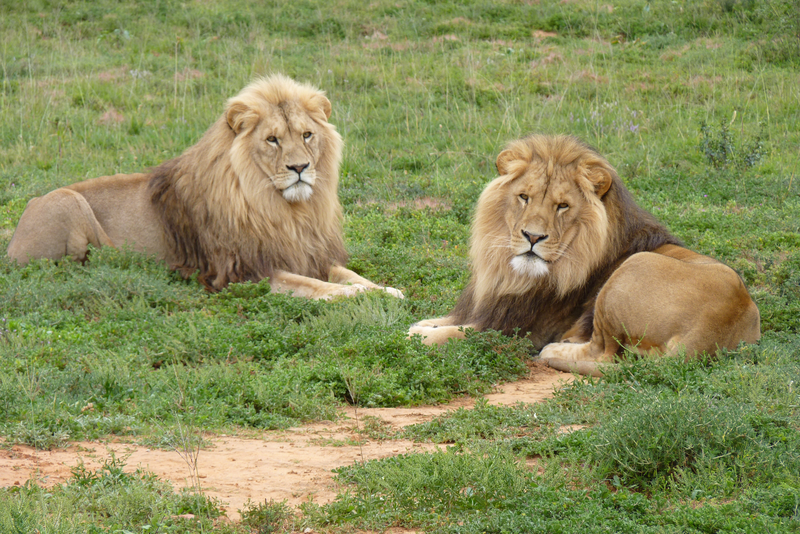 Picture of Horus and Dadou, two male lions at Shamwari Private Game Reserve, in South Africa, each lying down on the grass.
