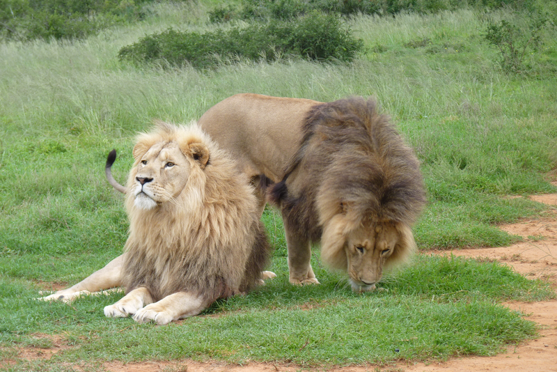 Horus lying on the ground and grass, and Dadou sniffs the area around him.