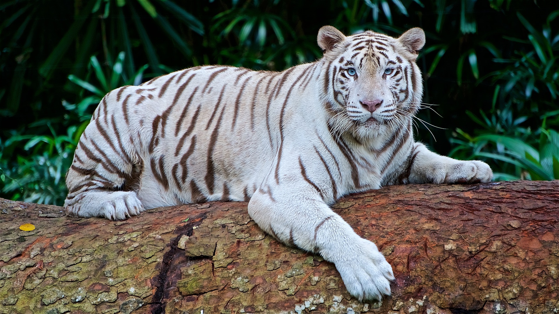 An adult white tiger lying down facing the camera