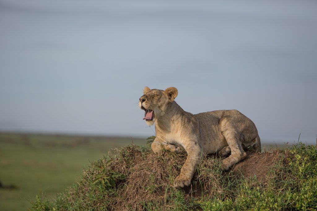 A young lion sits on top of a rock, it's mouth open yawning
