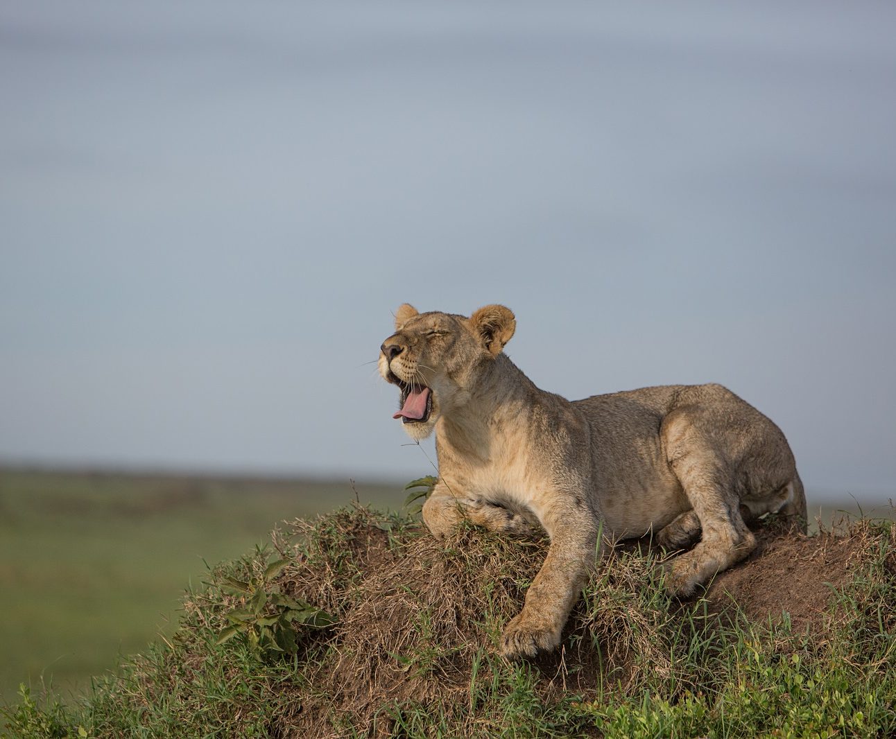 A young lion sits on top of a rock, it's mouth open yawning
