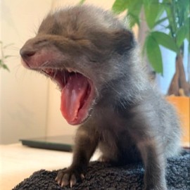 A photo of a tiny fox cub yawning