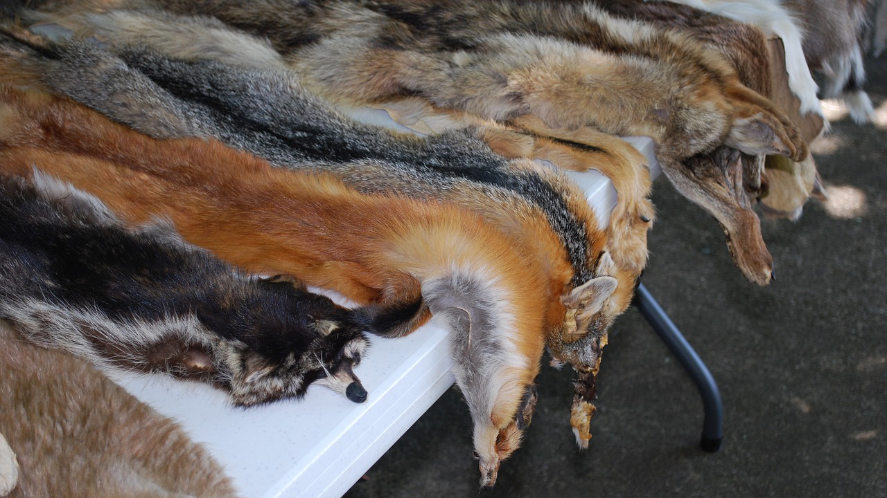 The skins of dead animals lined up on a table to be used as furs