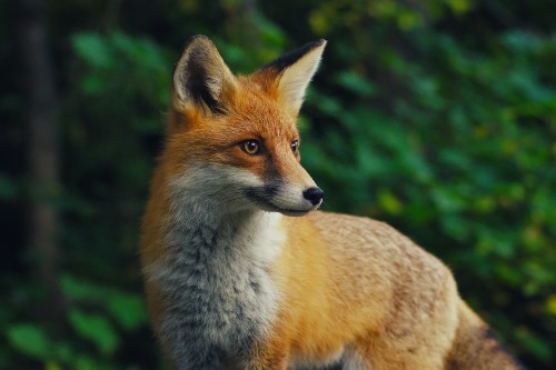 A photograph of a fox in an outdoor setting