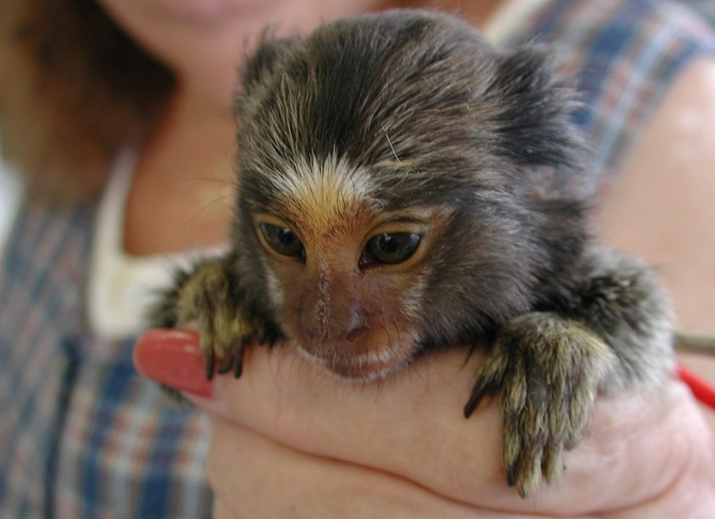 A marmoset monkey being held in human hand
