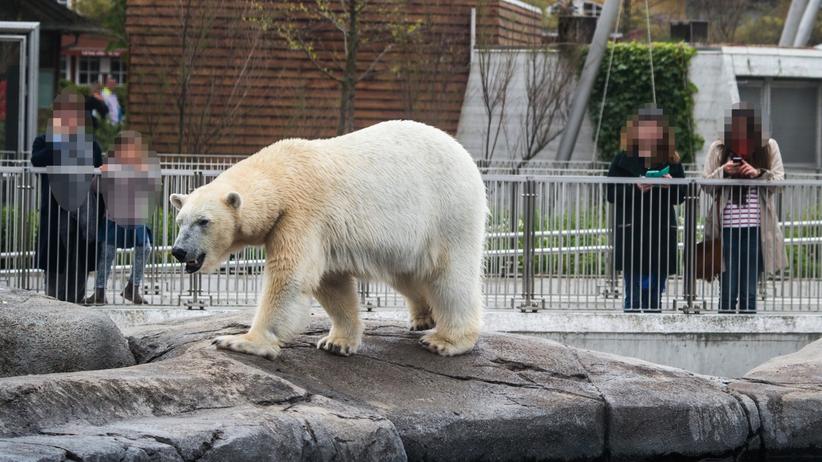 A polar bear behind the bars of it's captive zoo enclosure