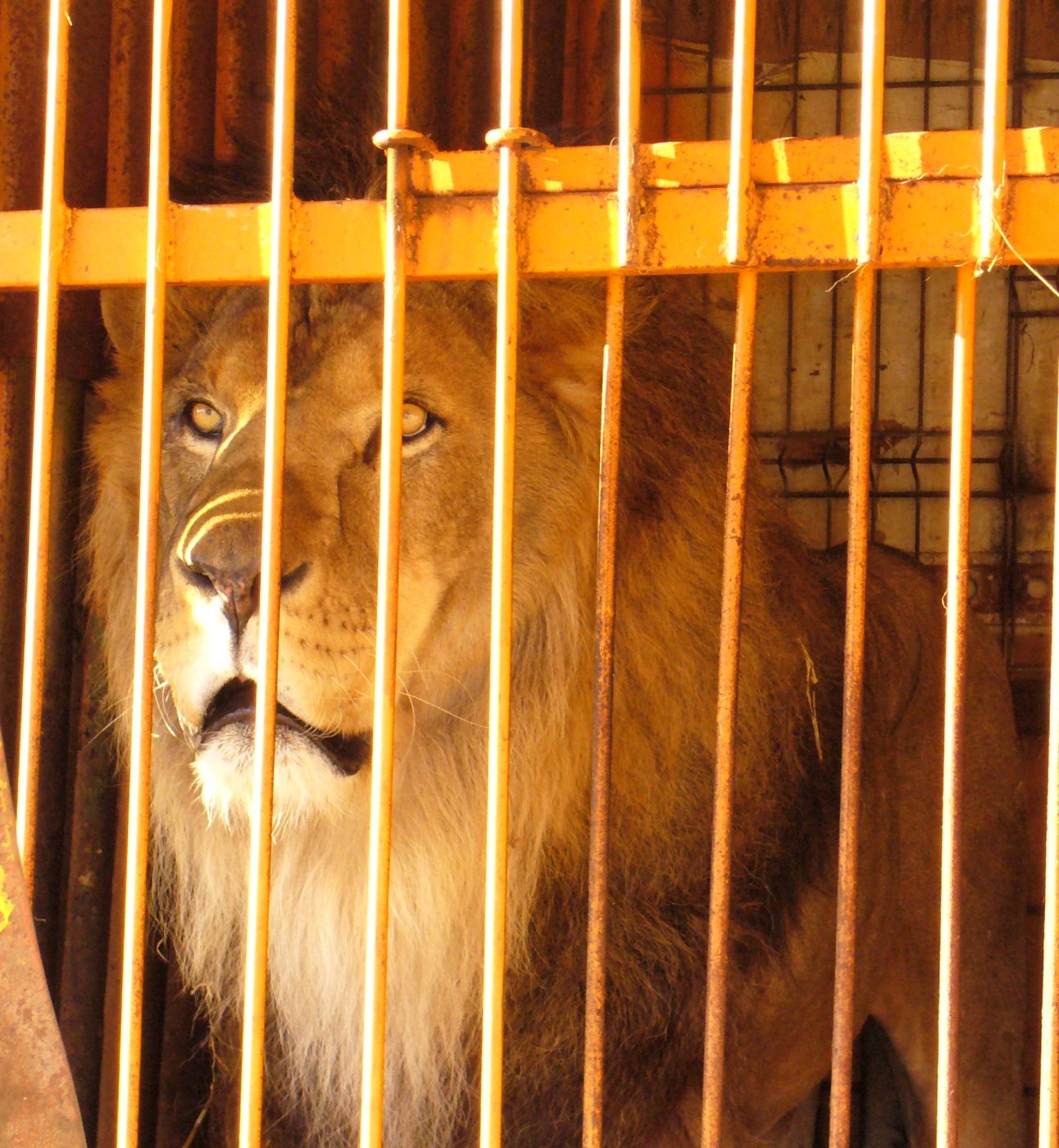 A lion behind bars