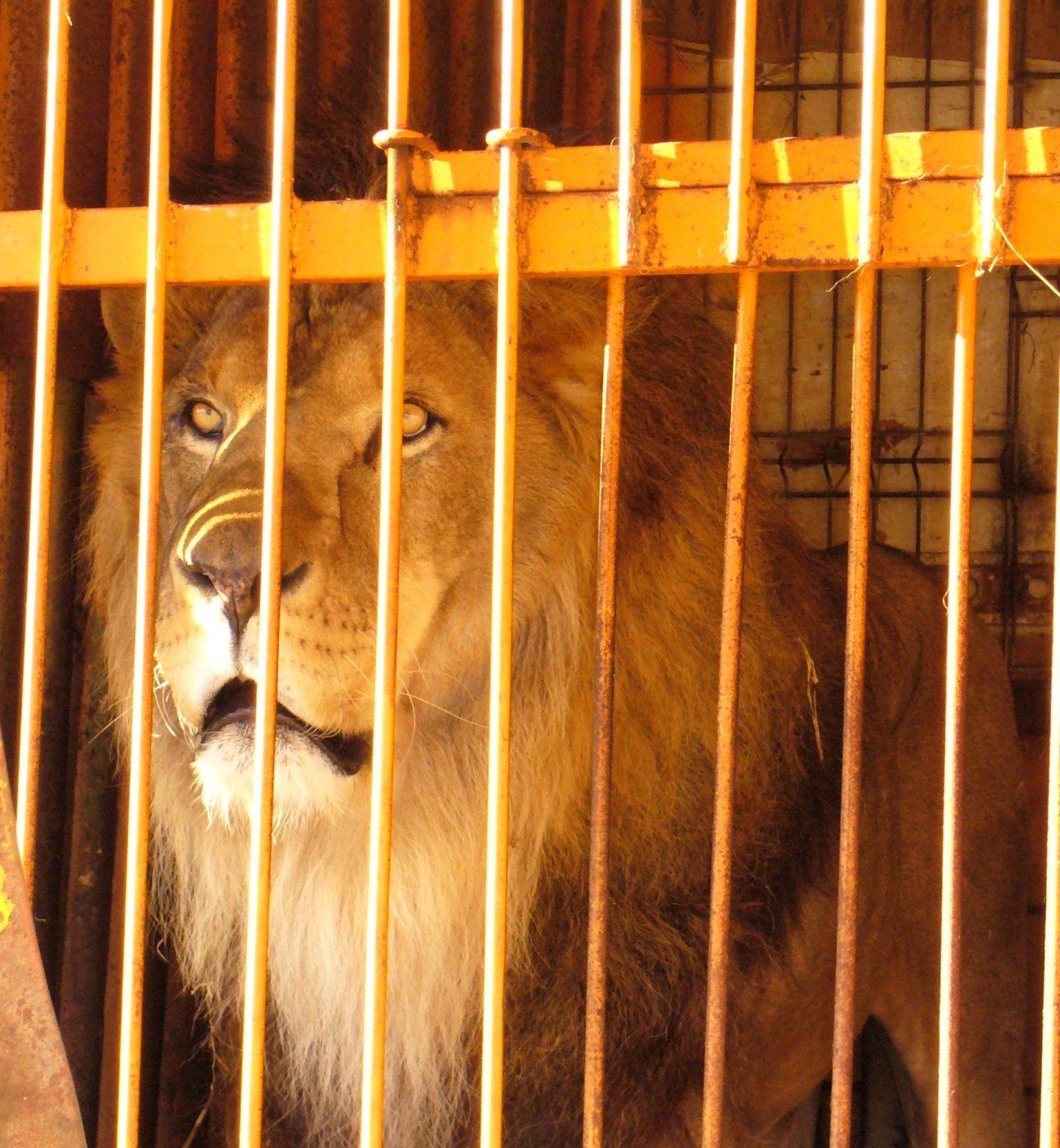 A lion behind bars