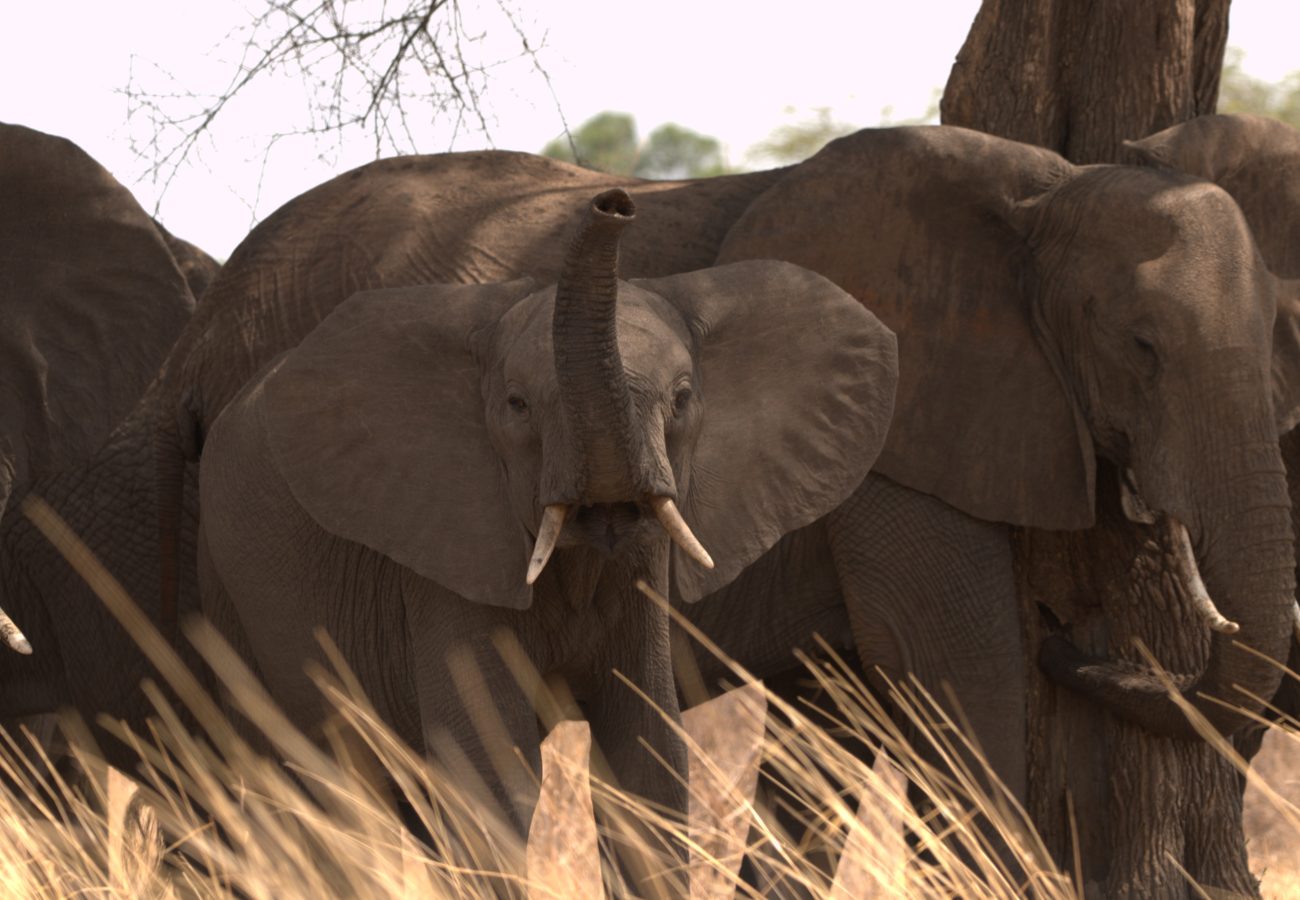 A group of wild elephants