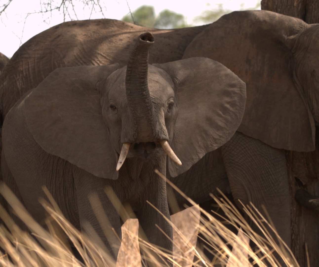 A group of wild elephants