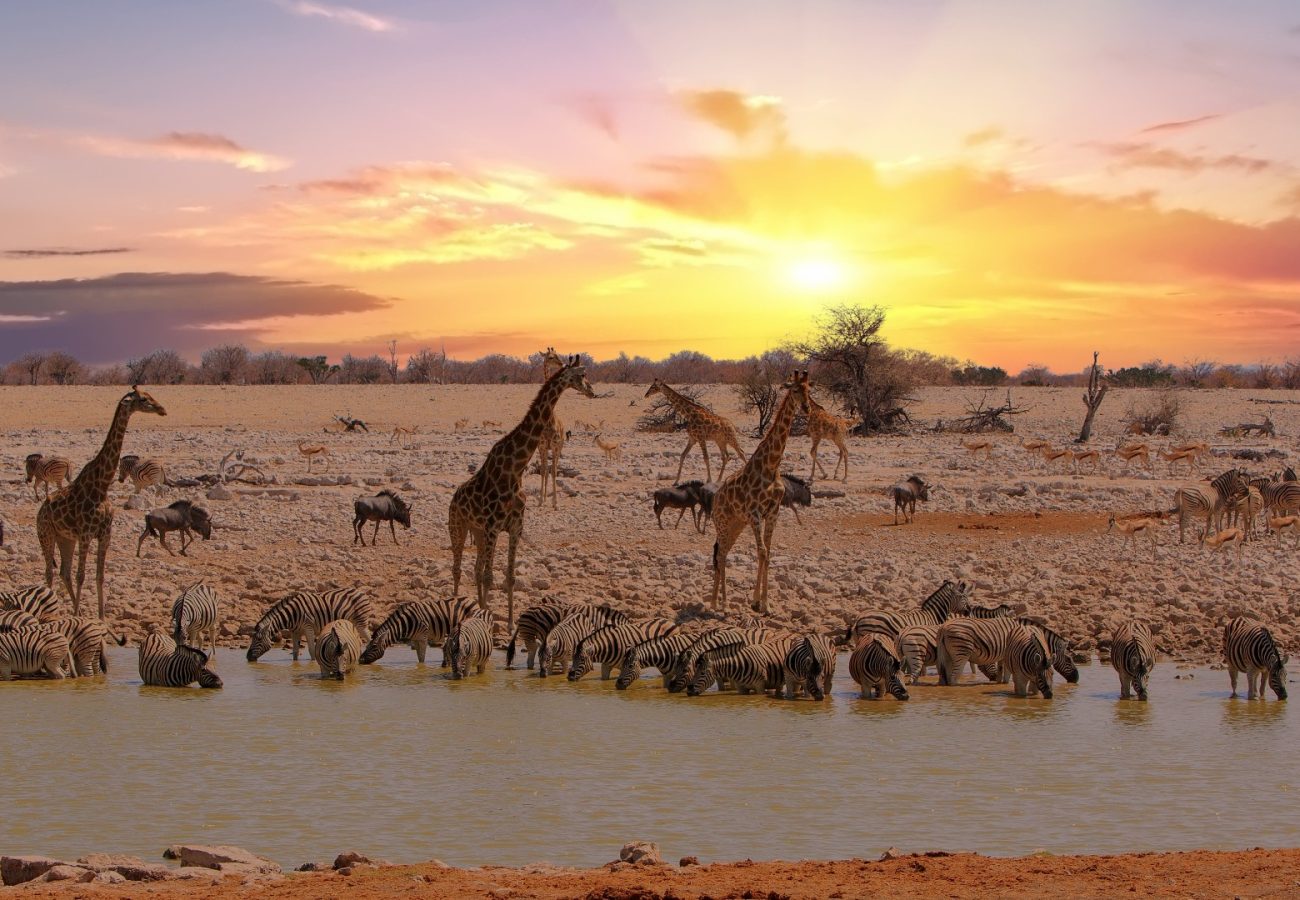 A sunset over he African savannah with zebra, giraffe and other animals drinking from a watering hole