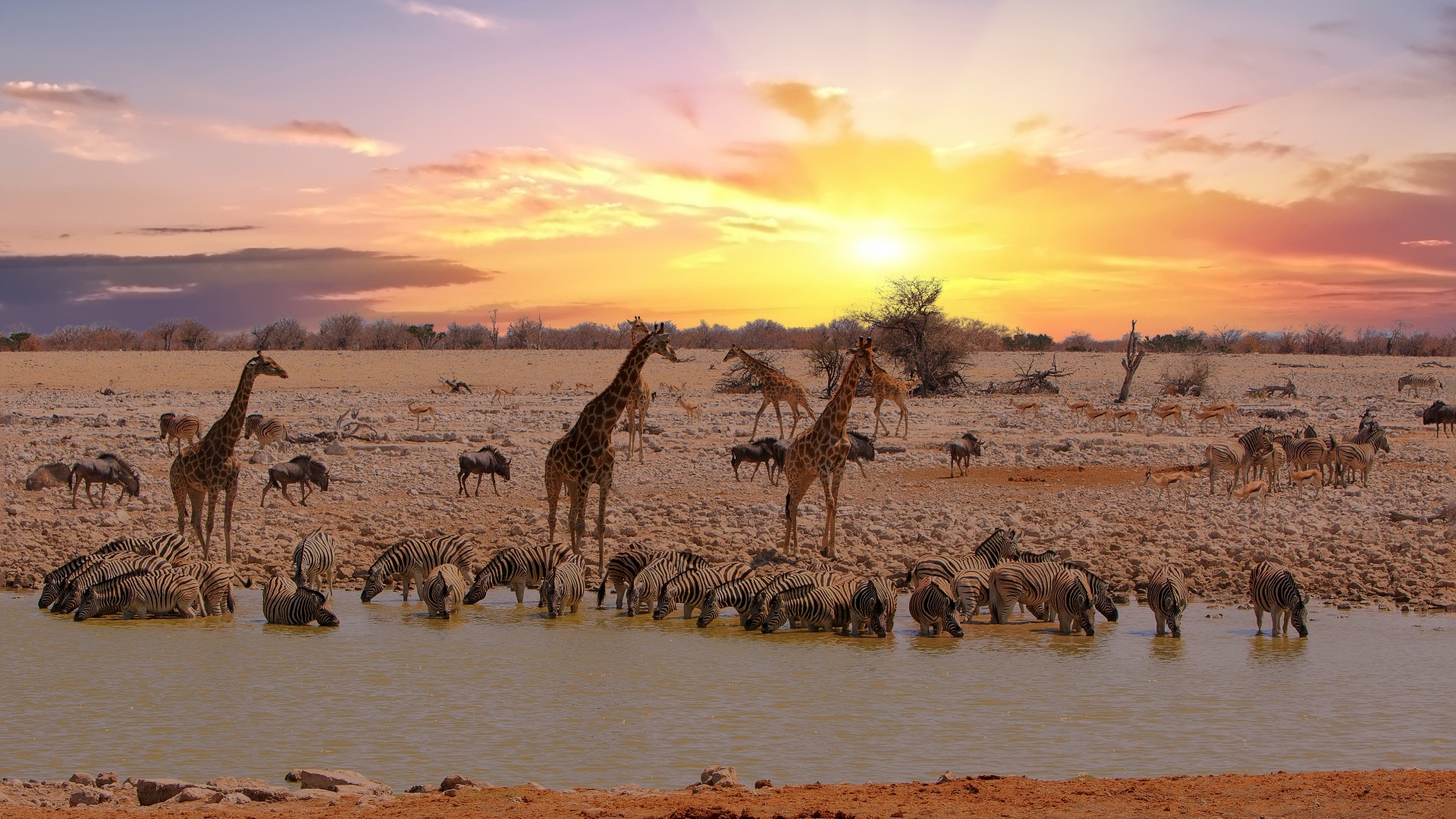 A sunset over he African savannah with zebra, giraffe and other animals drinking from a watering hole