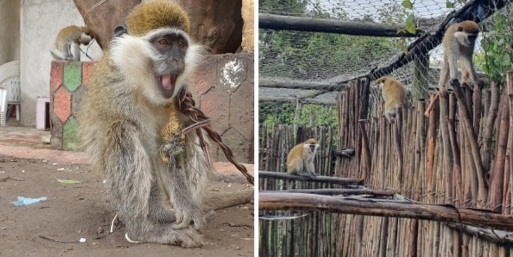 Two images side by side of Grivet monkeys - one chained and the other in a sanctuary
