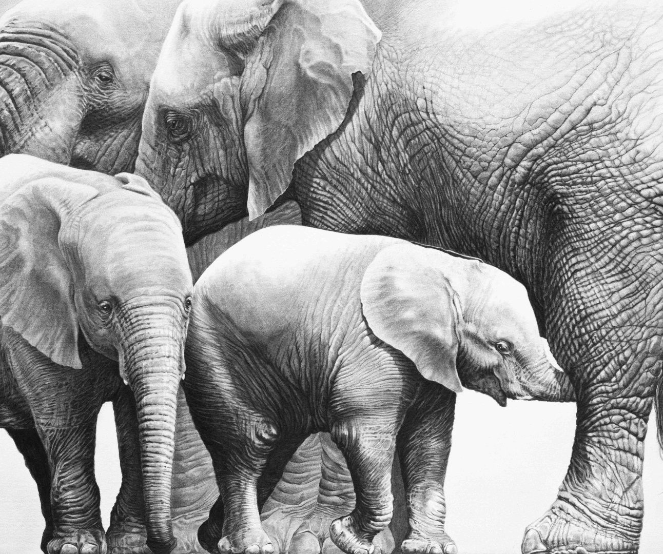 A pencil sketch of a group of African elephants and calves
