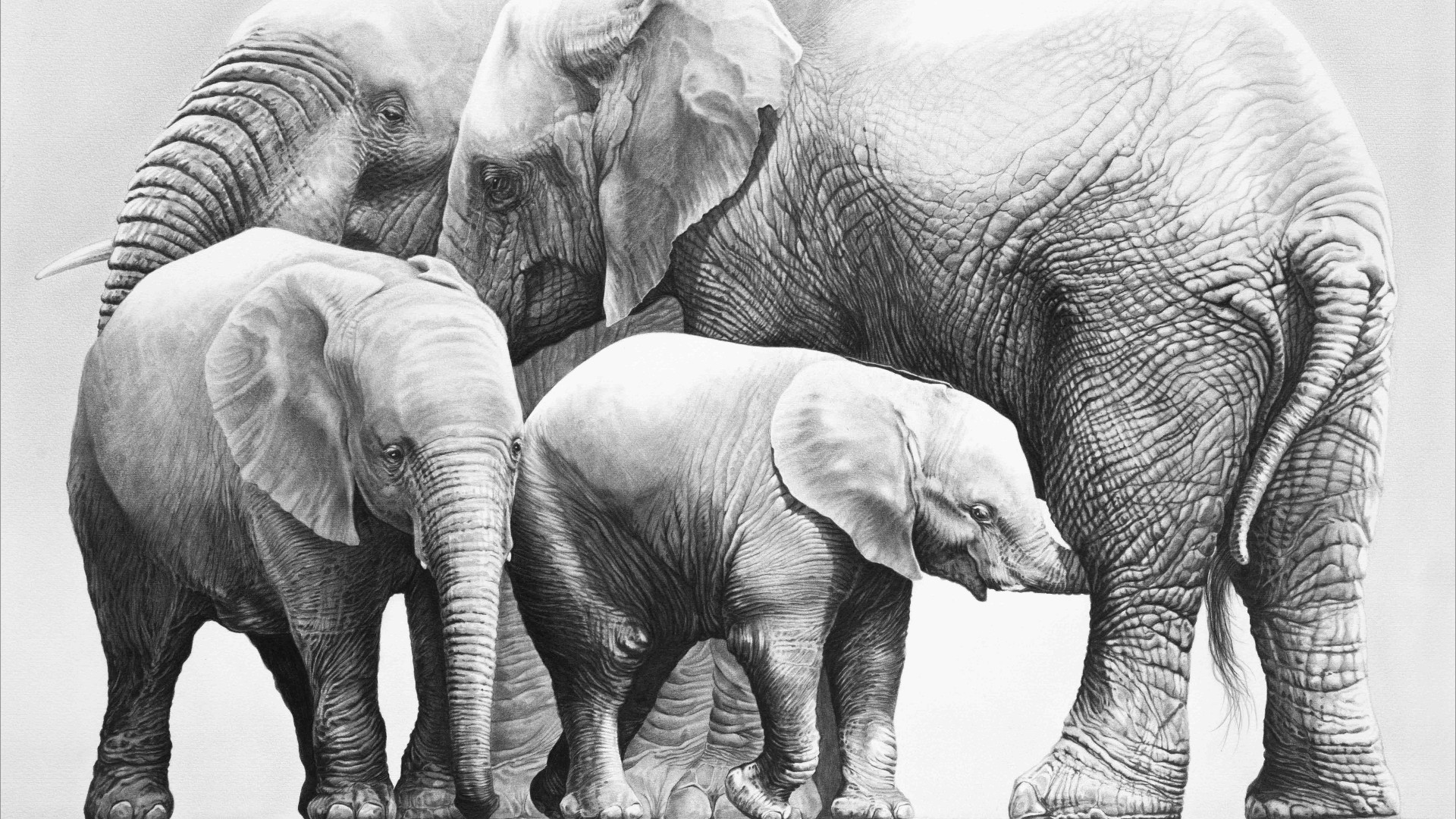 A pencil sketch of a group of African elephants and calves