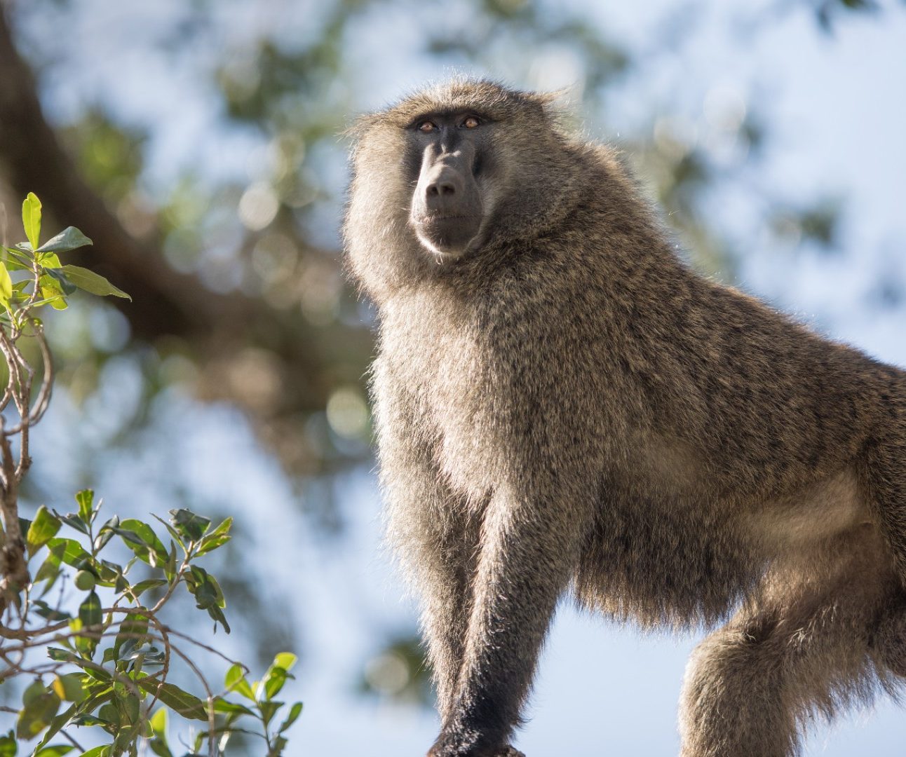 A wild baboon in a tree