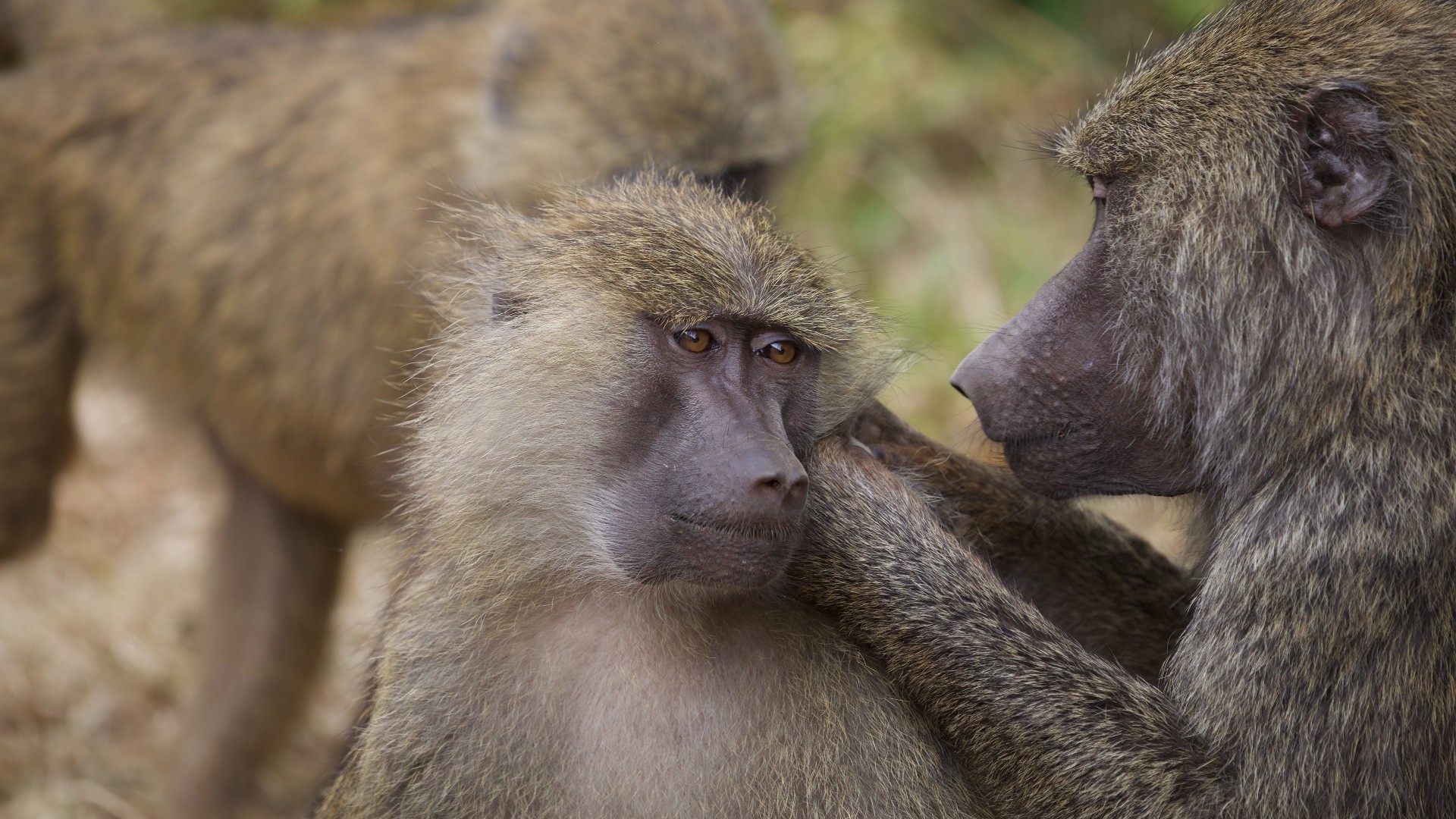 Two baboons grooming each other