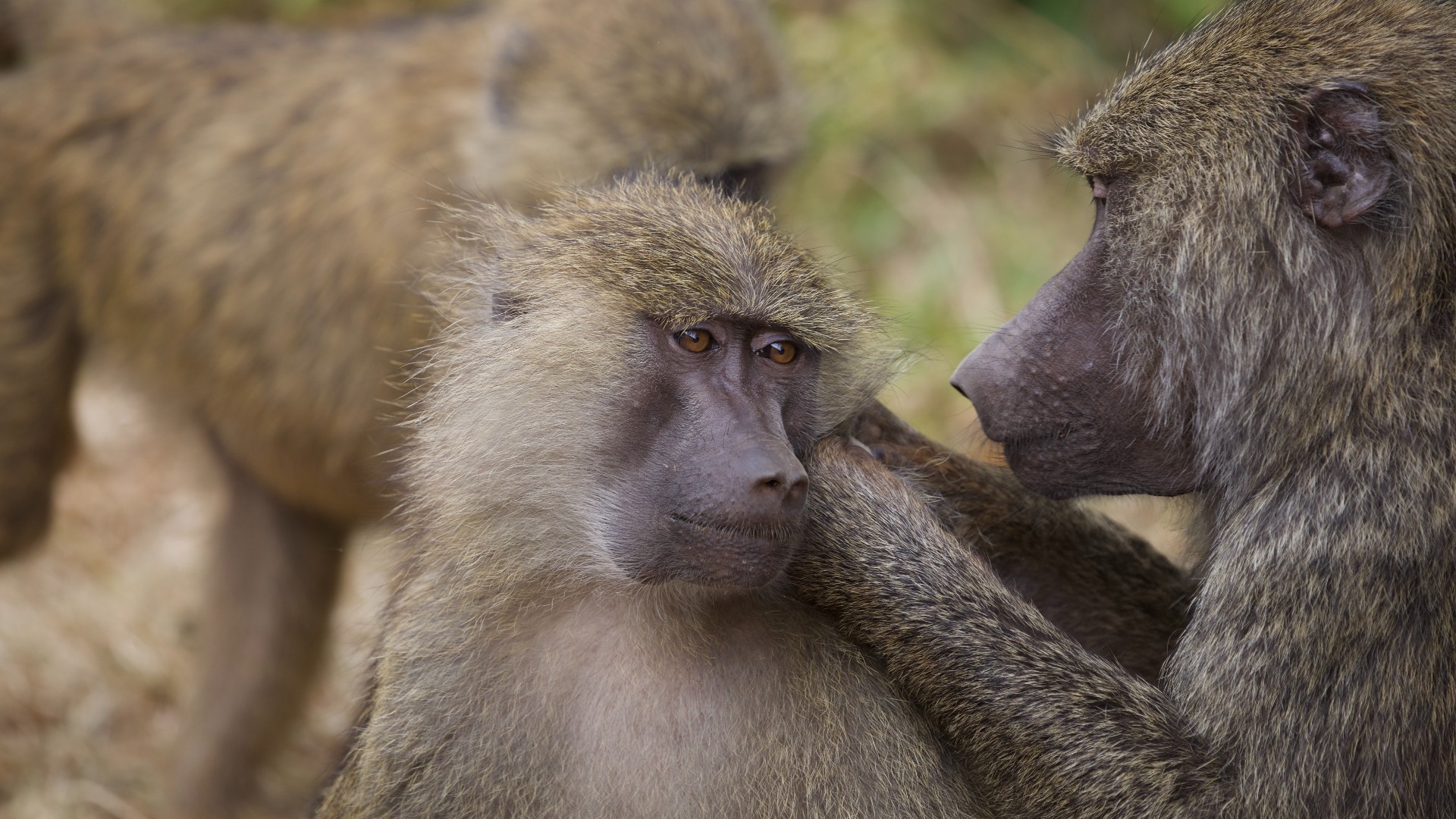 Update more than 179 baboon wallpaper