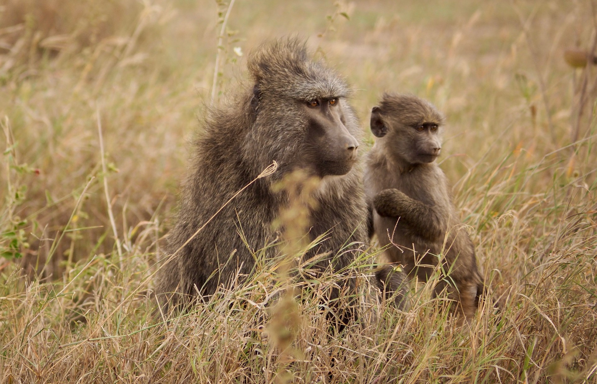 A mother and baby baboon sitting in long grass