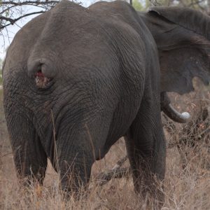 A photo of an elephant with a missing tail
