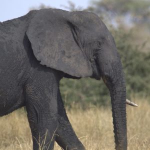An adult elephant with one tusk missing