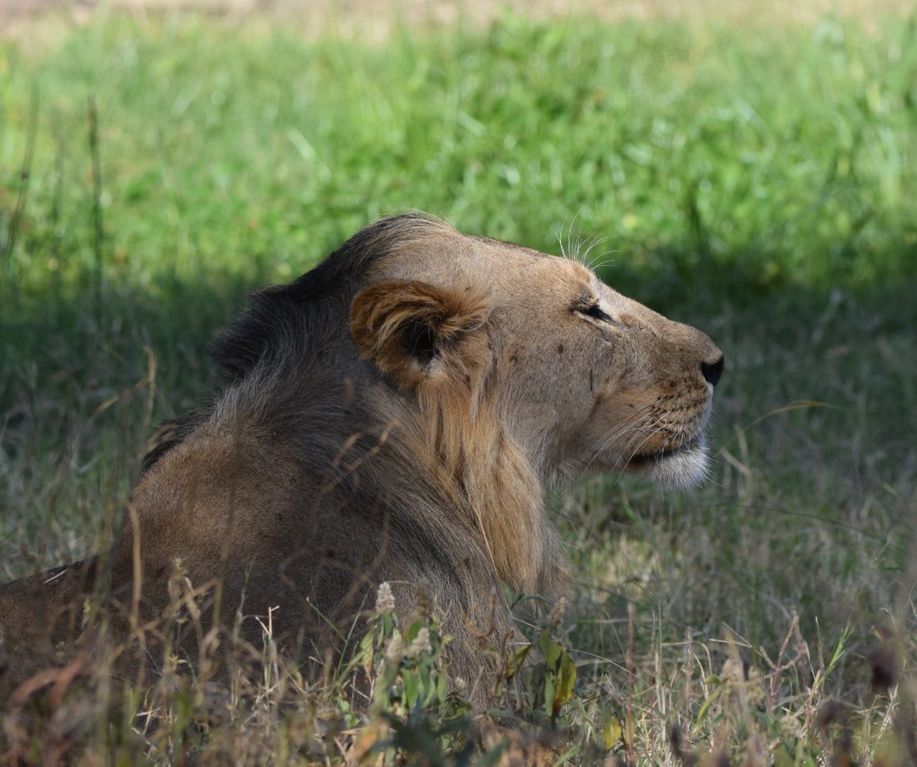 A young wild lion lying in the long grass with his mane blowing in the wind