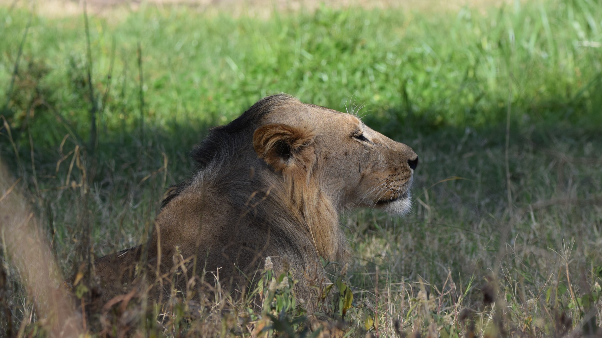 A young wild lion lying in the long grass with his mane blowing in the wind