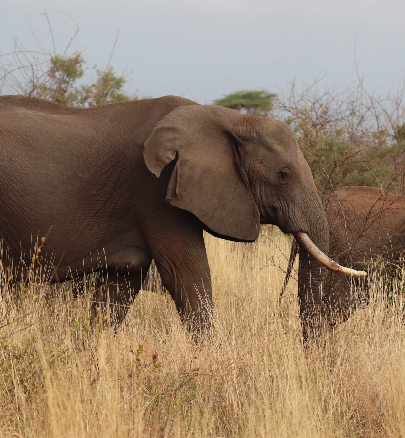 An adult and young elephant grazing in grassland