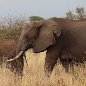 A wild elephant with a large tear on her ear
