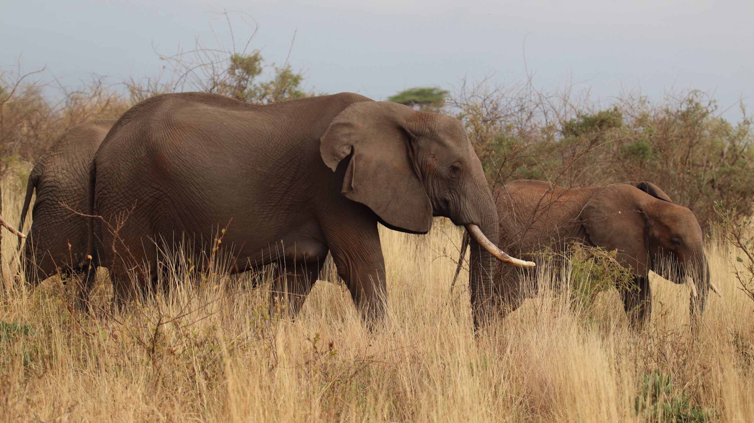 An adult and young elephant grazing in grassland