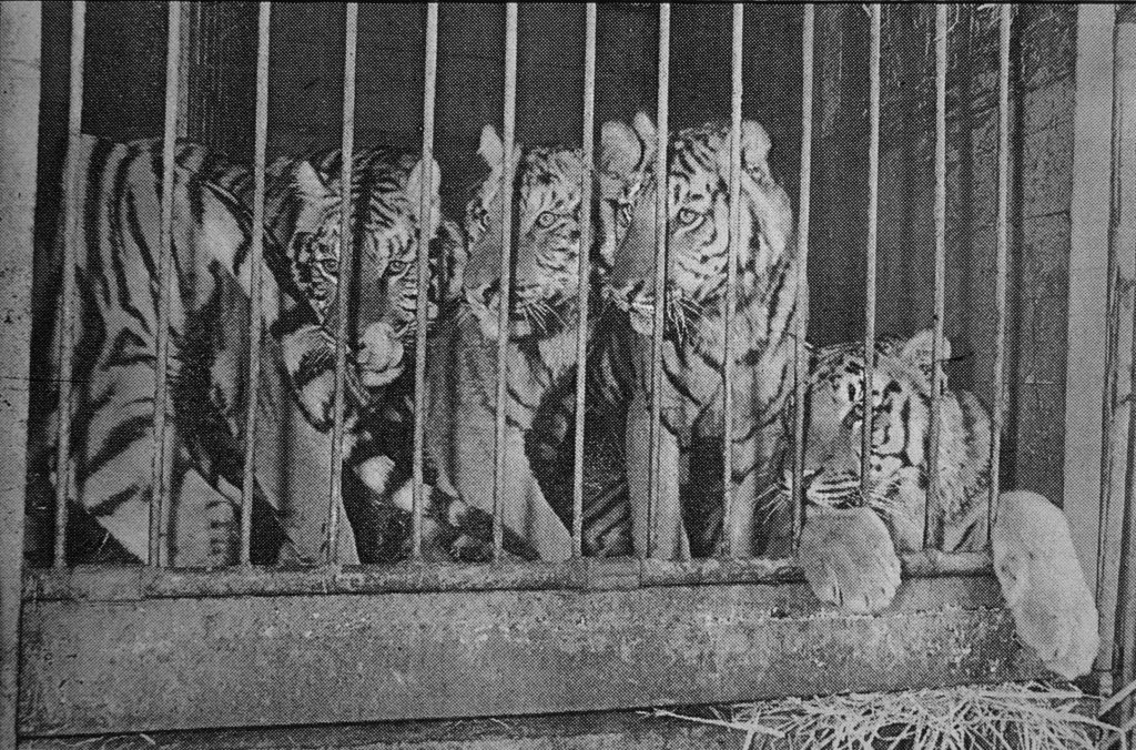 Black and white photo of tigers in a cage