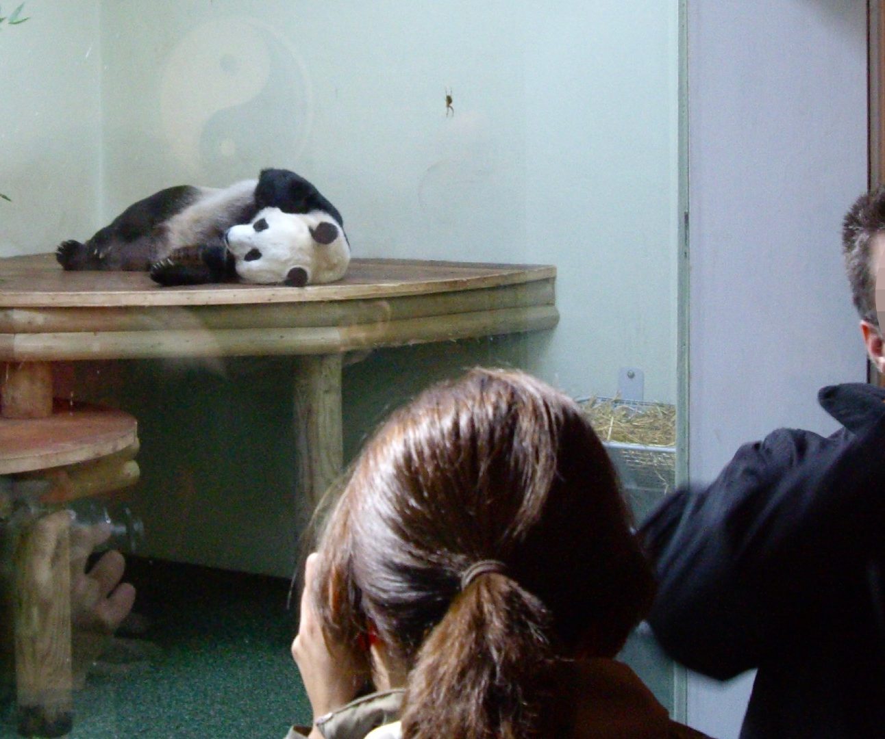 A giant panda lying down behind the glass of a zoo enclosure as people look on