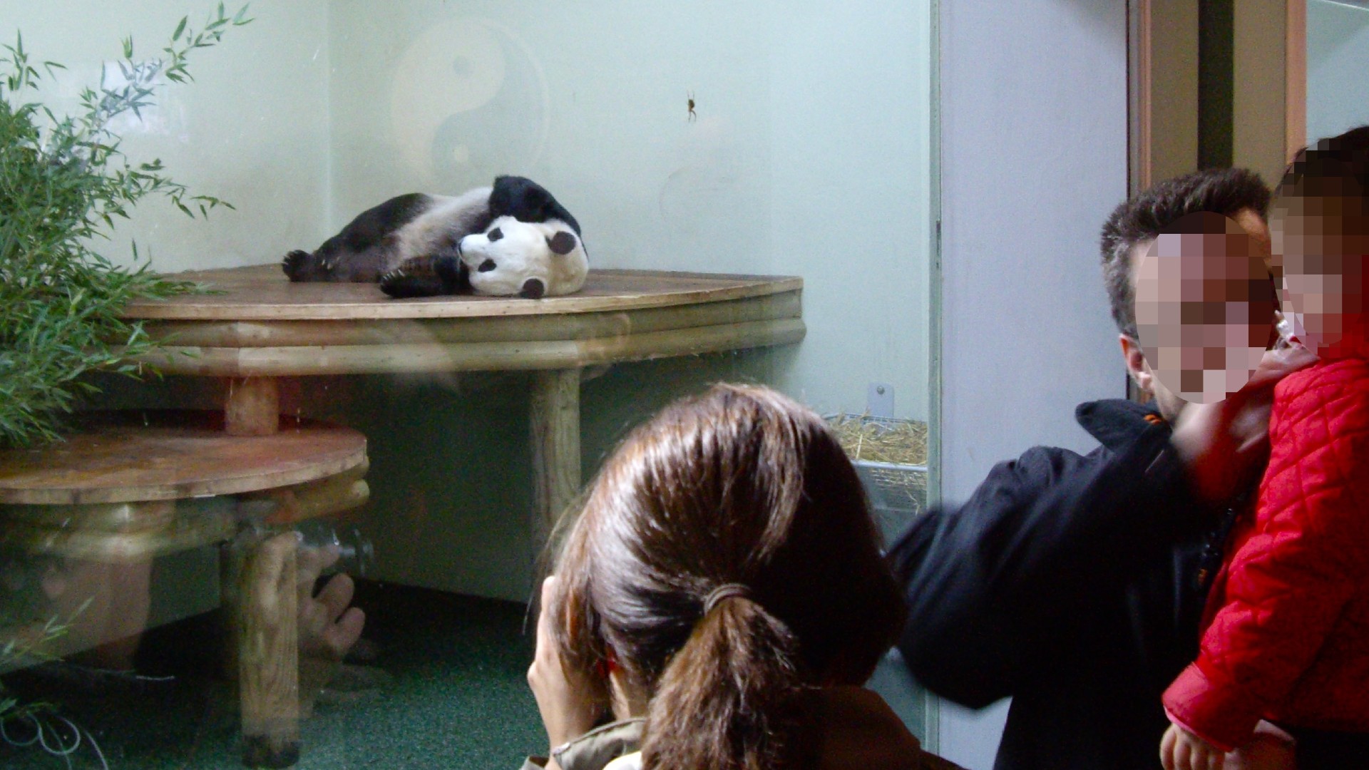 A giant panda lying down behind the glass of a zoo enclosure as people look on