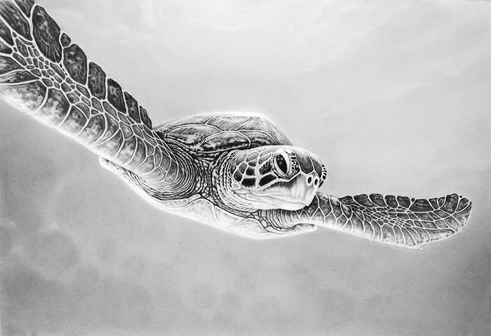 A pencil drawing of a loggerhead turtle swimming in the sea