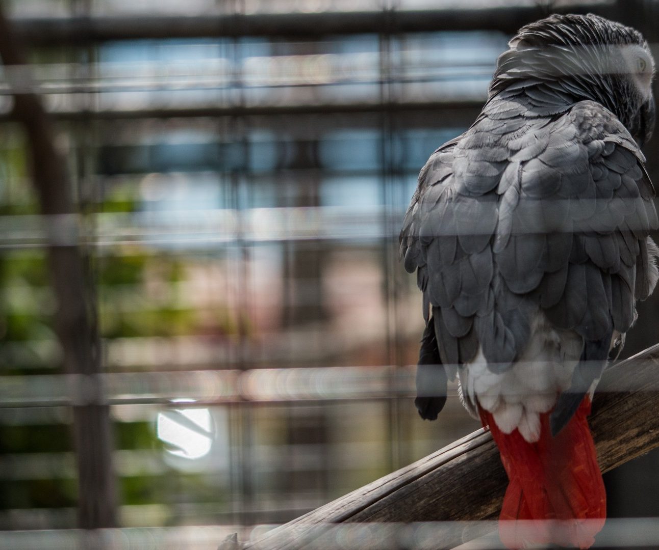 A grey parrot in a cage