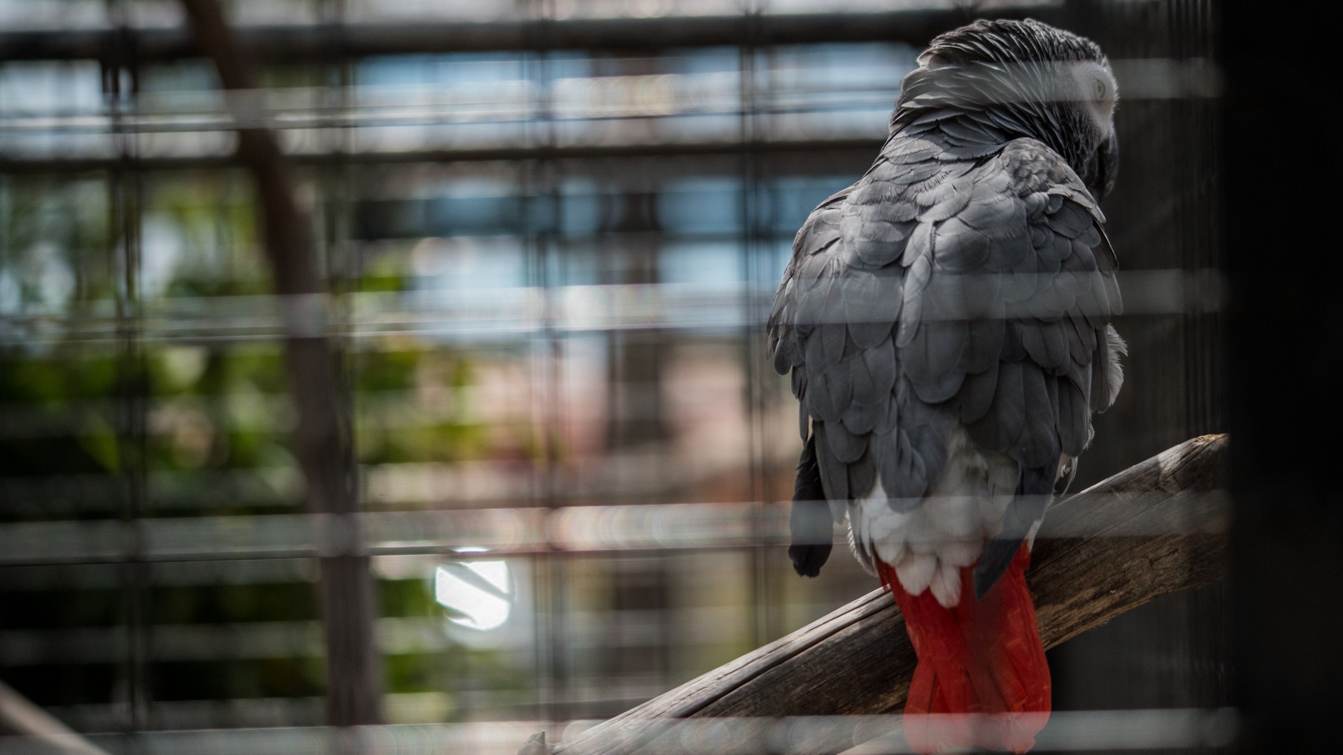 A grey parrot in a cage