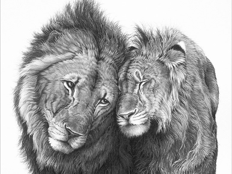 A pencil drawing of two lions nuzzling heads