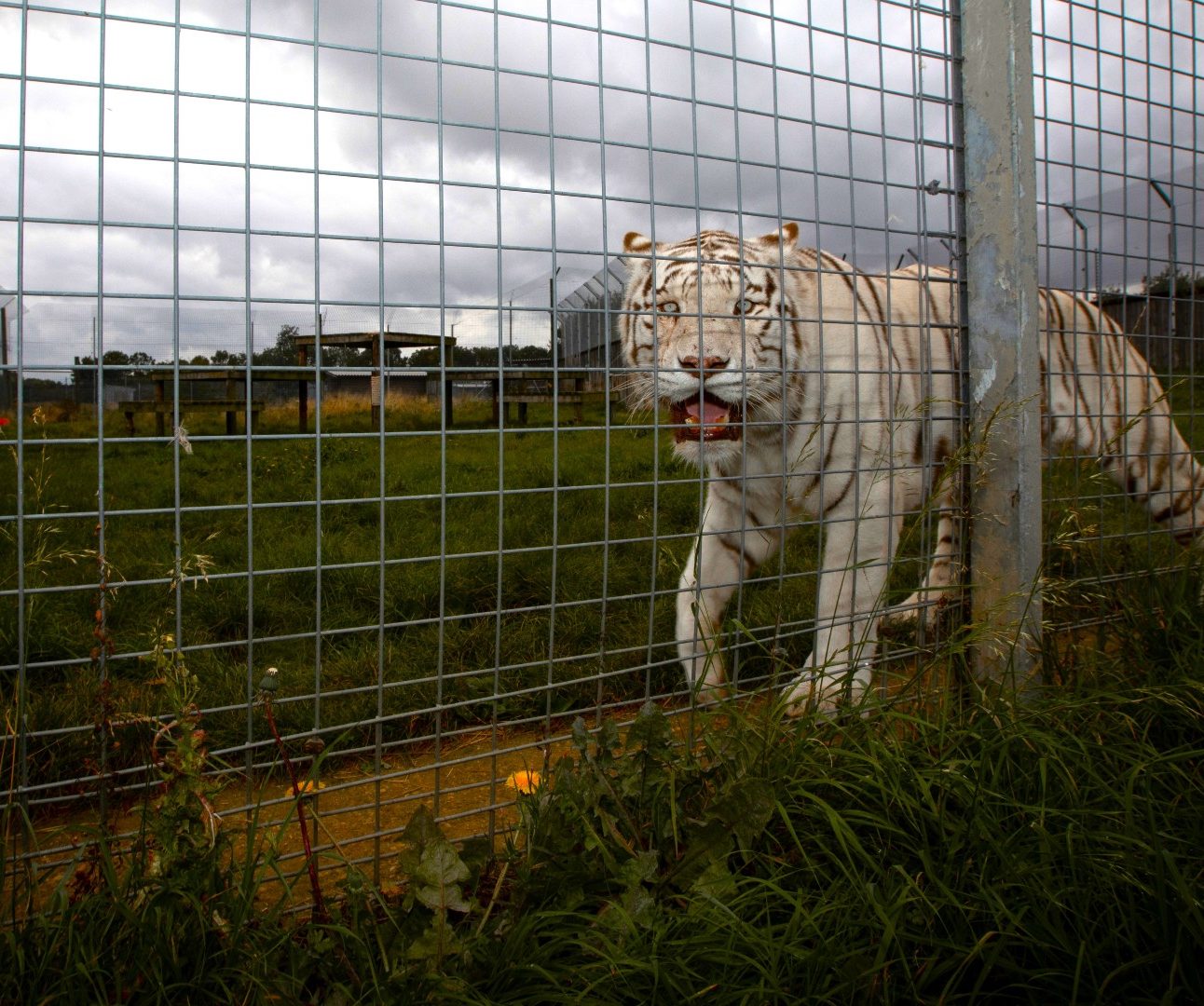 A white tiger in a zoo enclosure