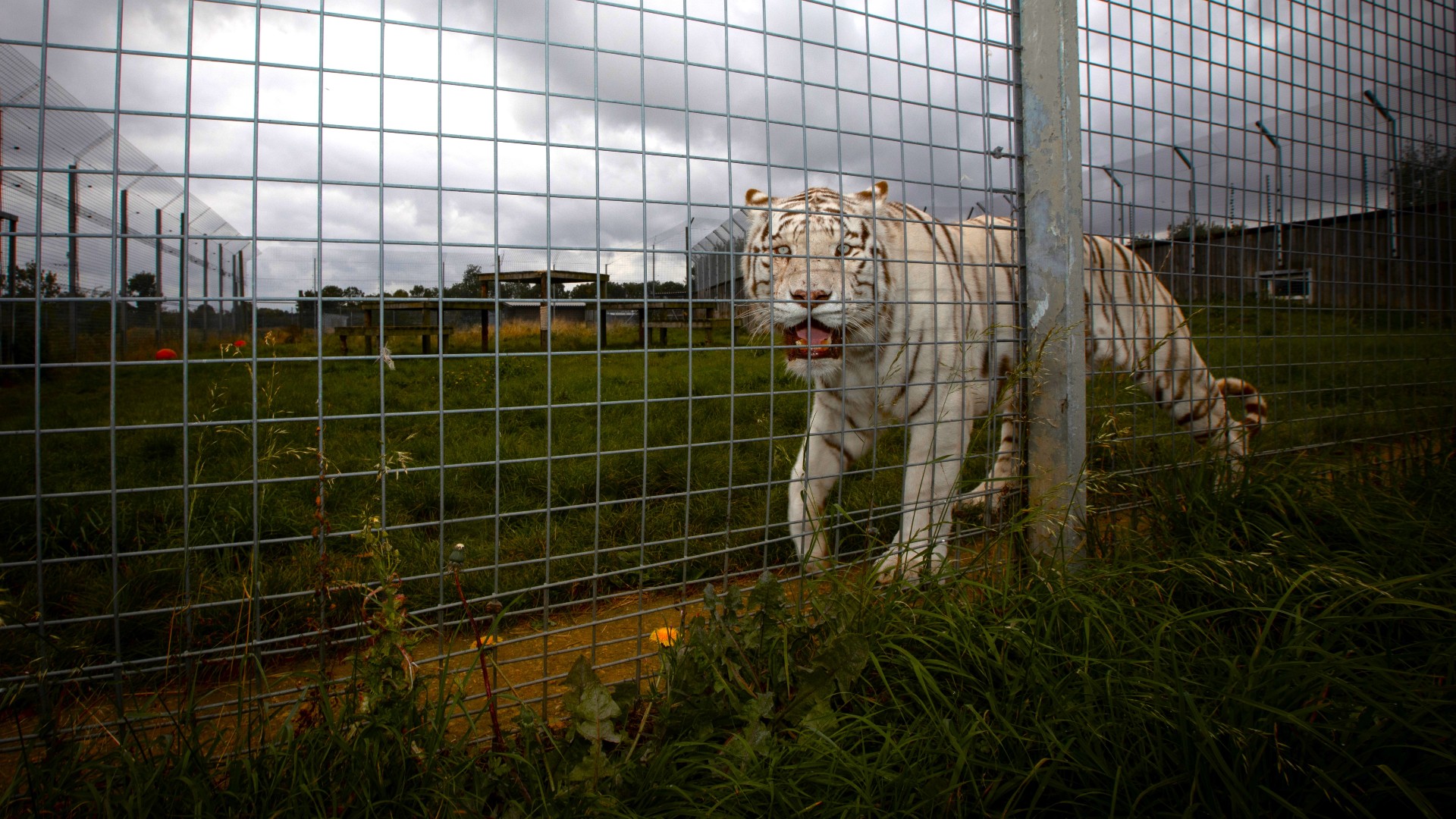 A white tiger in a zoo enclosure