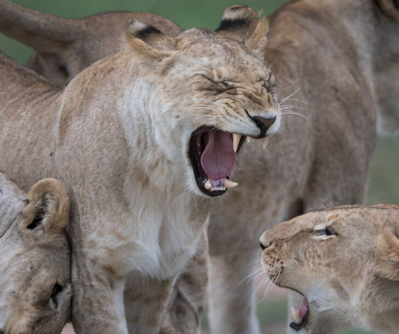 A group of lionesses raoring