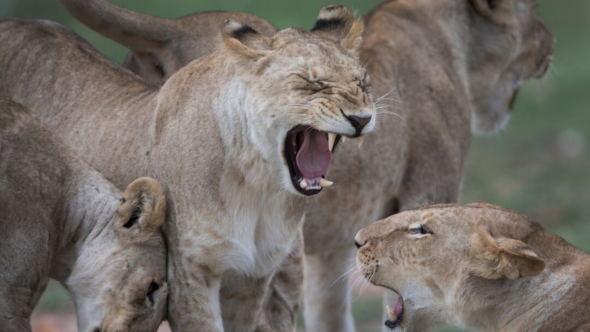 A group of lionesses raoring