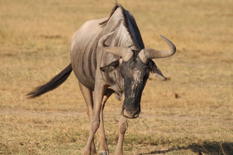 Kenyan wildlife gallery