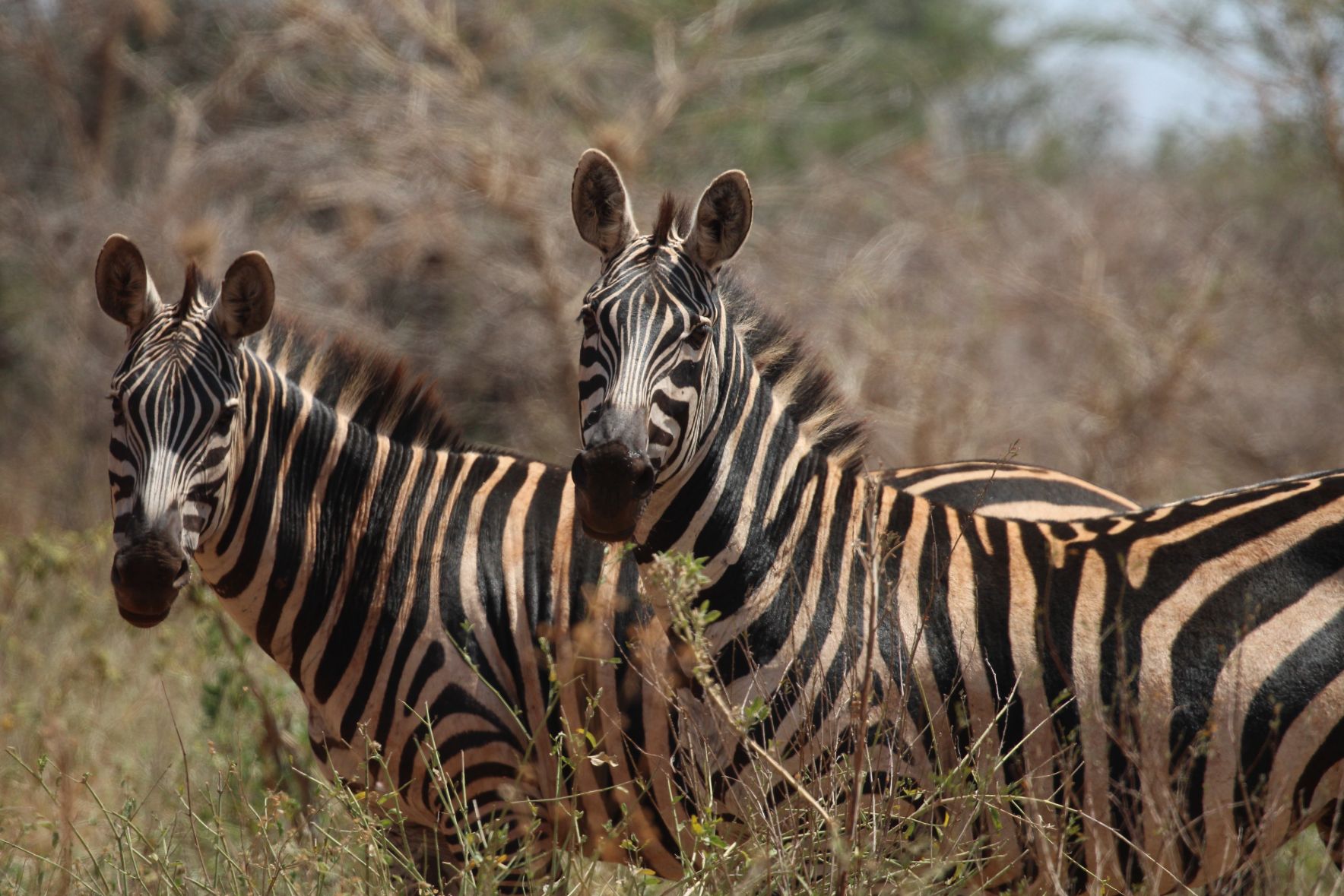 Two wild zebra