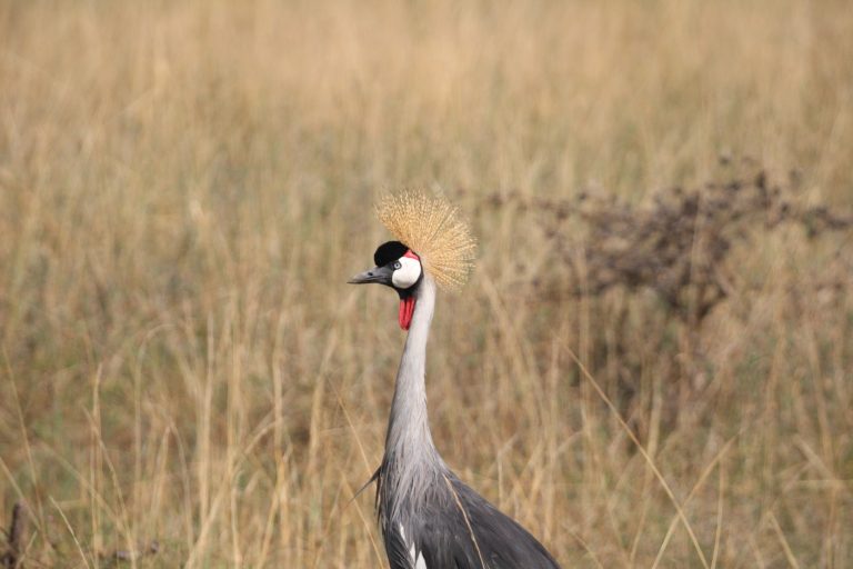 Kenyan wildlife gallery