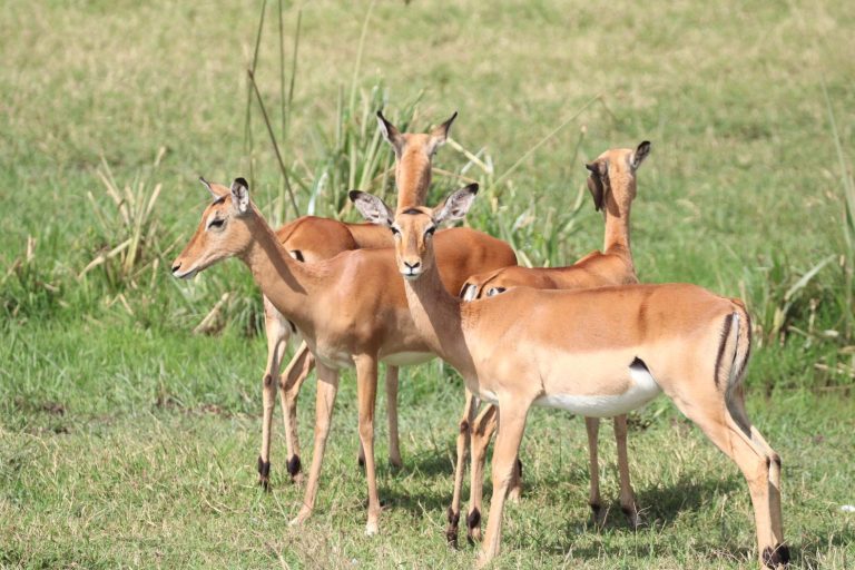 Kenyan wildlife gallery