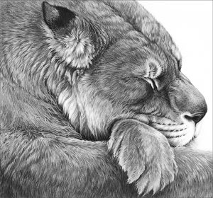 A pencil drawing of a sleeping lioness with her head resting on her paws