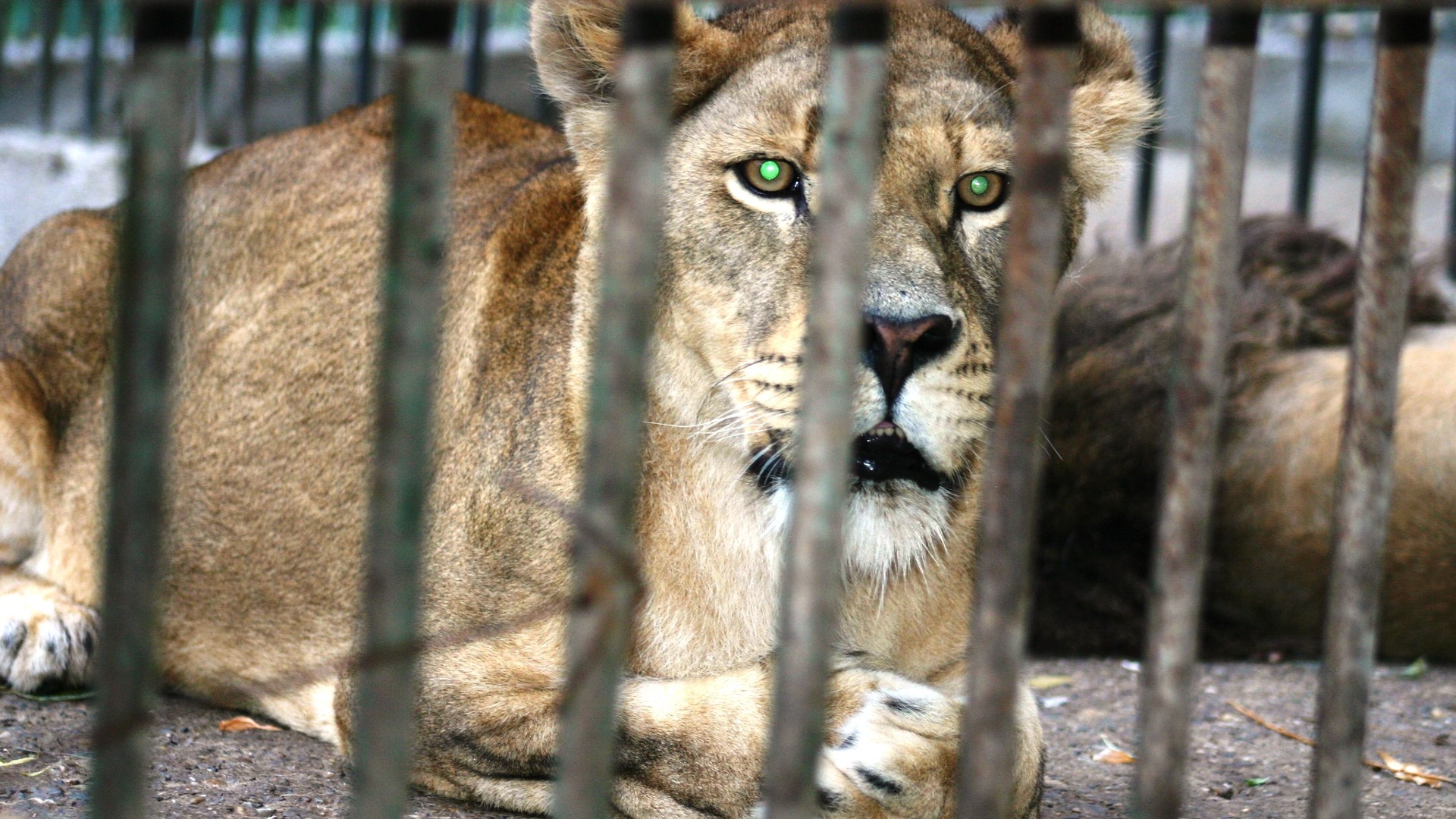 A lion behind the bars of a cage