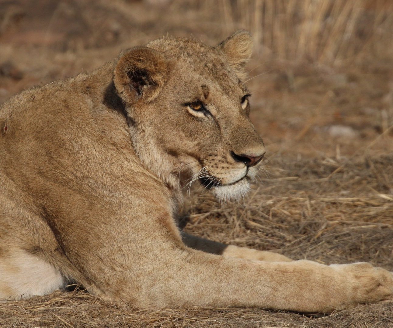 A young lioness lying down in dusty shrubland