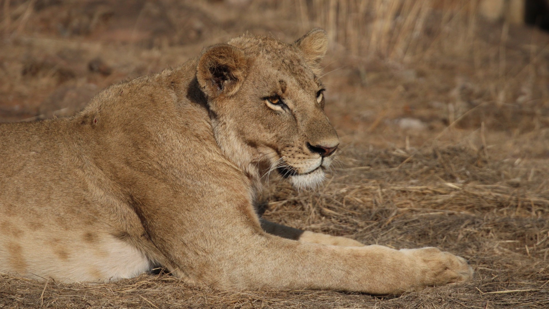 A young lioness lying down in dusty shrubland